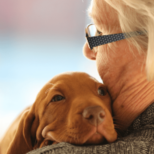 Signs Of Pain In Pets