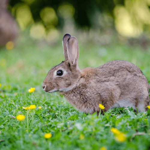 Great Ways To Spoil A Rabbit