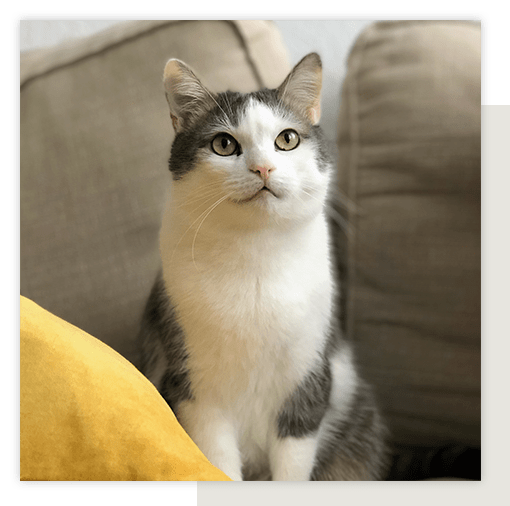 Cute cat sitting on couch