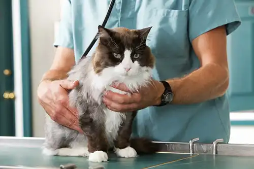 Surgery