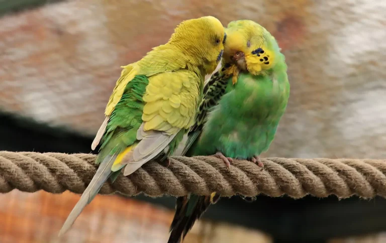 Budgie
