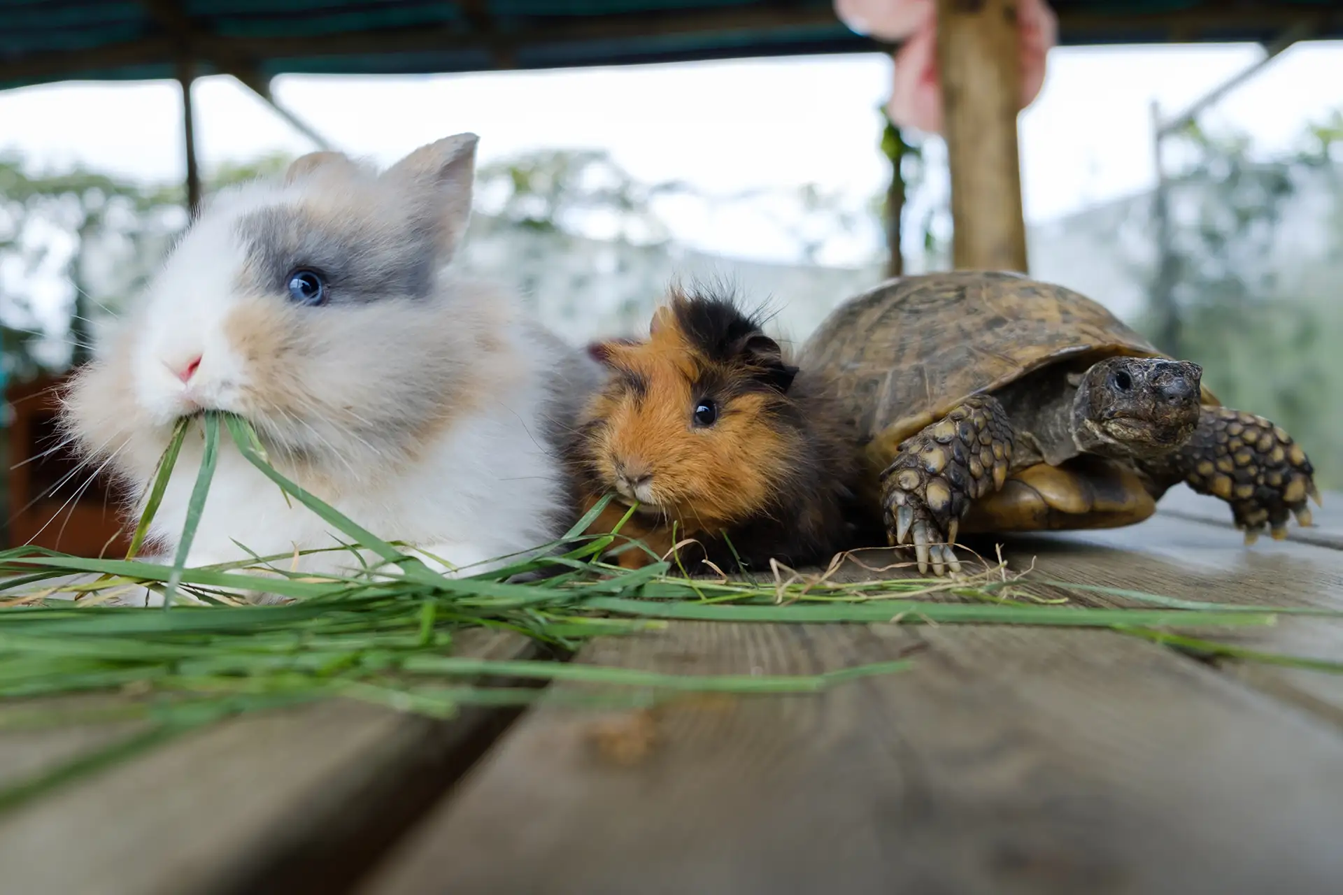 Exotic Pocket Pet Care