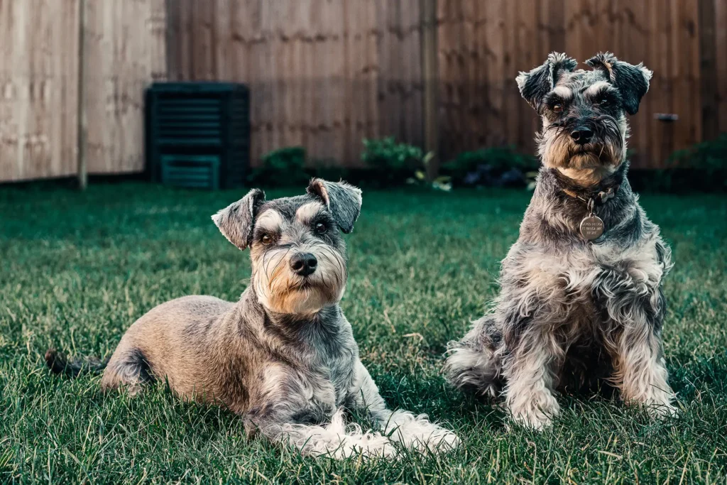Two miniature schnauzers sitting on grass