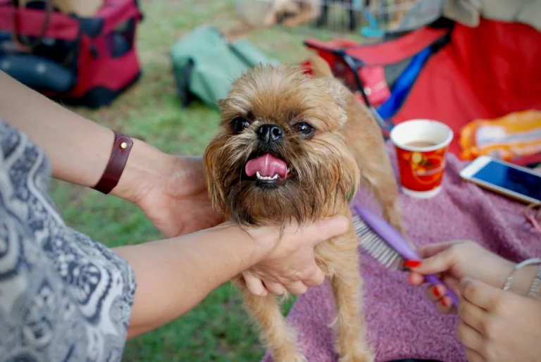 A person's hands gently hold a small, brown, scruffy-faced dog with a dark beard and its tongue out, while another person prepares to brush it with a purple comb on a purple blanket outdoors.