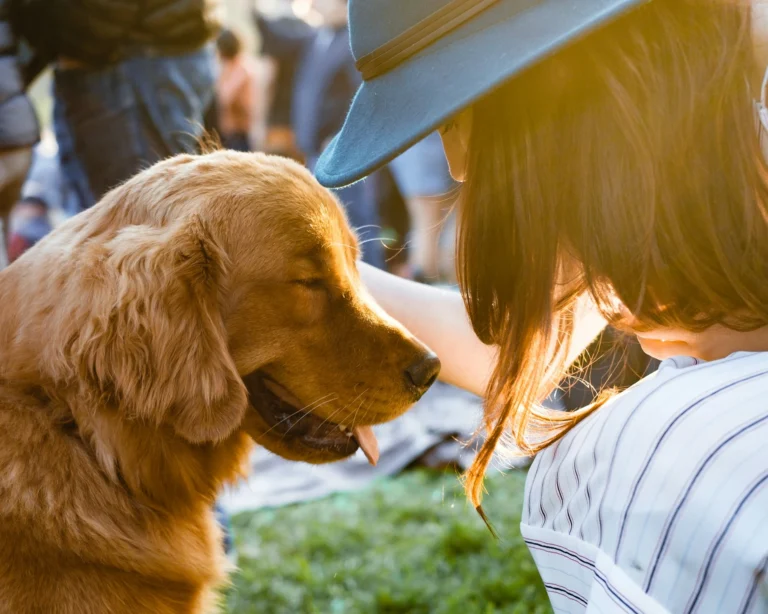 A golden retriever sits contentedly with its eyes closed and tongue out while a person in a blue hat gently pets its head in the warm sunlight.