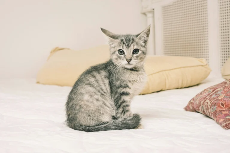 A grey and black striped tabby kitten sits upright on a white bedspread, looking directly at the camera with large, dark eyes.