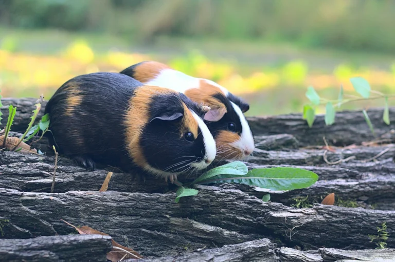 Two tricolor guinea pigs sit together on a textured log in an outdoor setting with a soft, blurred green background.