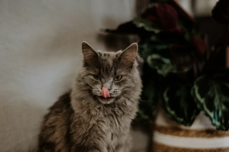 A medium-shot of a fluffy grey cat sitting indoors.