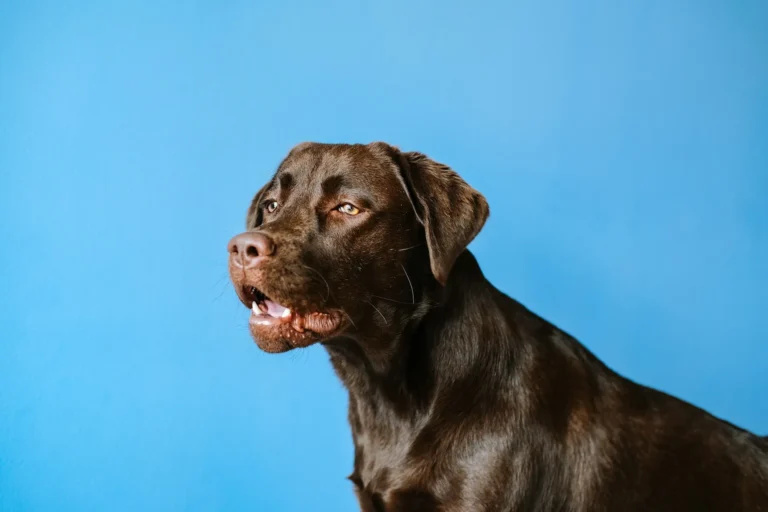 A headshot of a chocolate Labrador retriever looking off to the side with its mouth slightly open against a solid bright blue background.