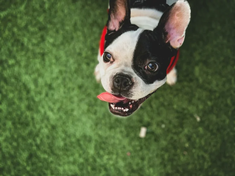 A top-down view of a black and white Boston Terrier puppy looking up with its mouth open and tongue out, sitting on green artificial turf.