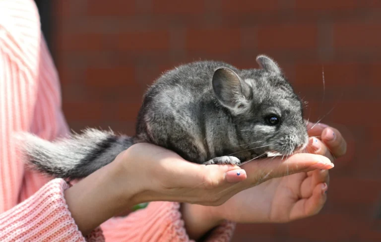 A grey and black chinchilla with a long, fluffy tail perches alertly in a person's cupped hands against a blurred brick background.