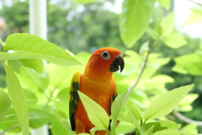 A vibrant orange and yellow sun conure perches alertly among lush, bright green leaves.